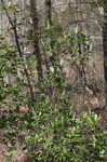 Buckwheat tree <BR>Black titi